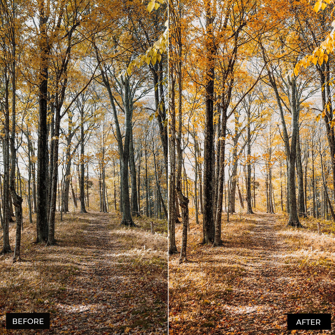 Autumn Gold Lightroom Presets 
