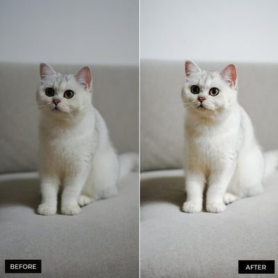 Cat Lightroom Presets