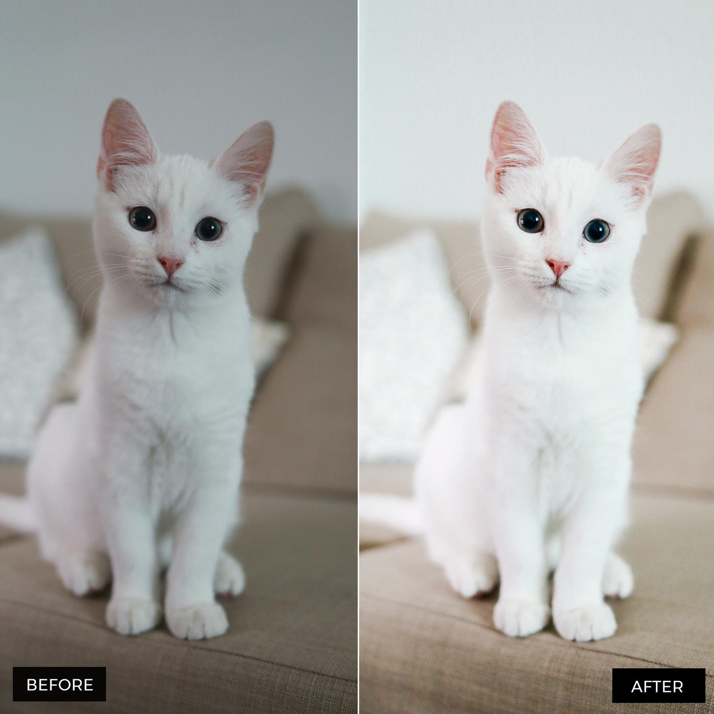 Cat Lightroom Presets