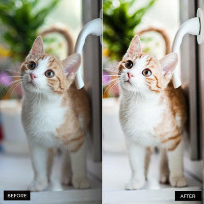 Cat Lightroom Presets