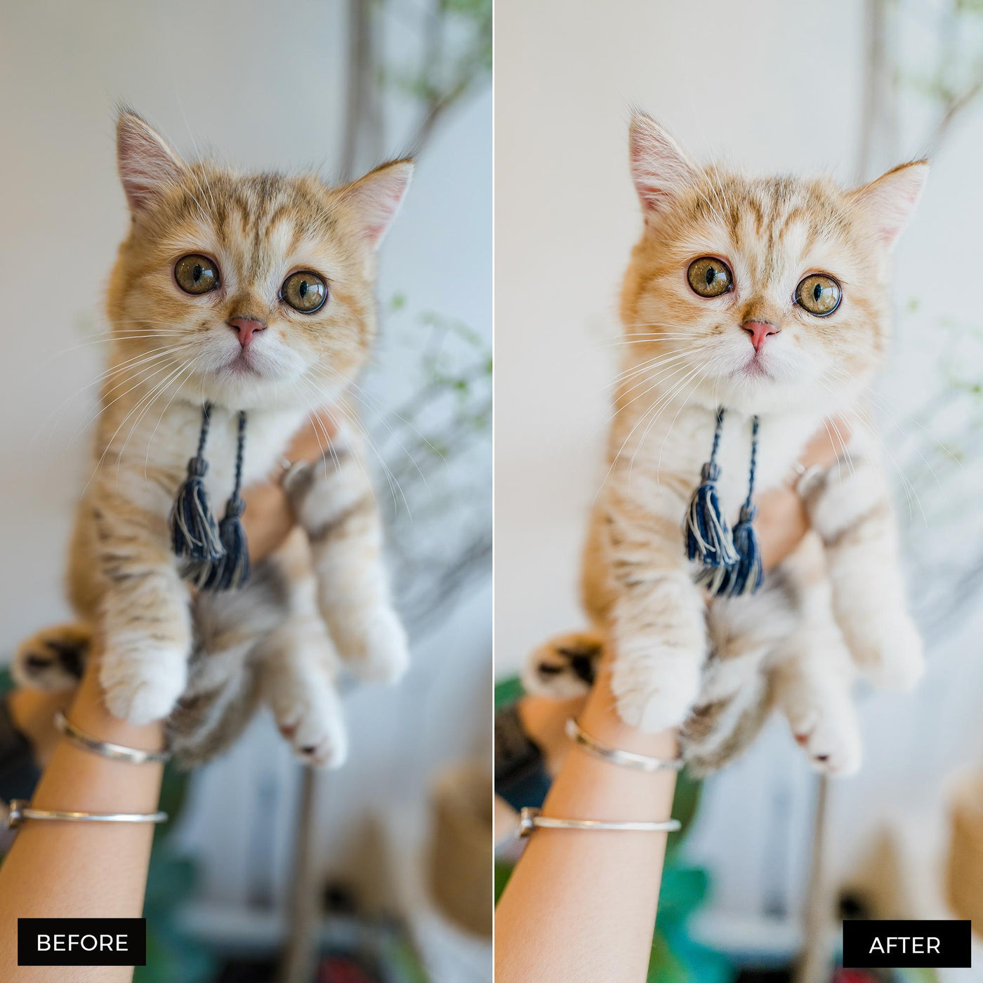 Cat Lightroom Presets