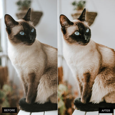 Cat Lightroom Presets