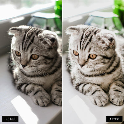 Cat Lightroom Presets