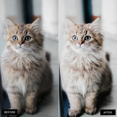 Cat Lightroom Presets