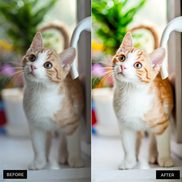 Pets Lightroom Presets