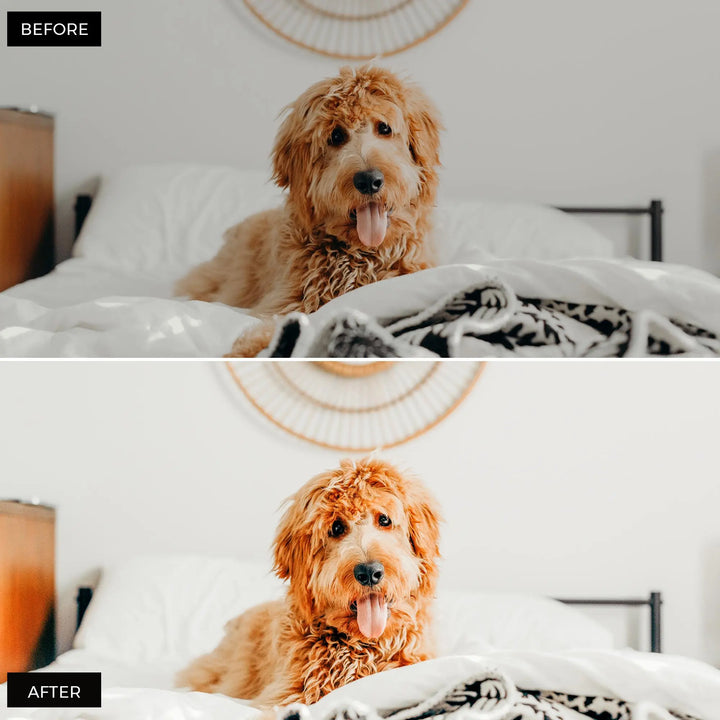 Pets Lightroom Presets