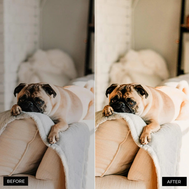 Pets Lightroom Presets