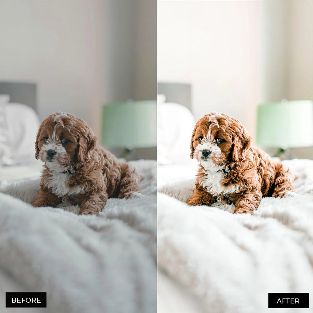 Pets Lightroom Presets