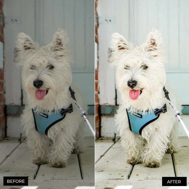 Pets Lightroom Presets