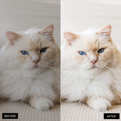 Pets Lightroom Presets Collection