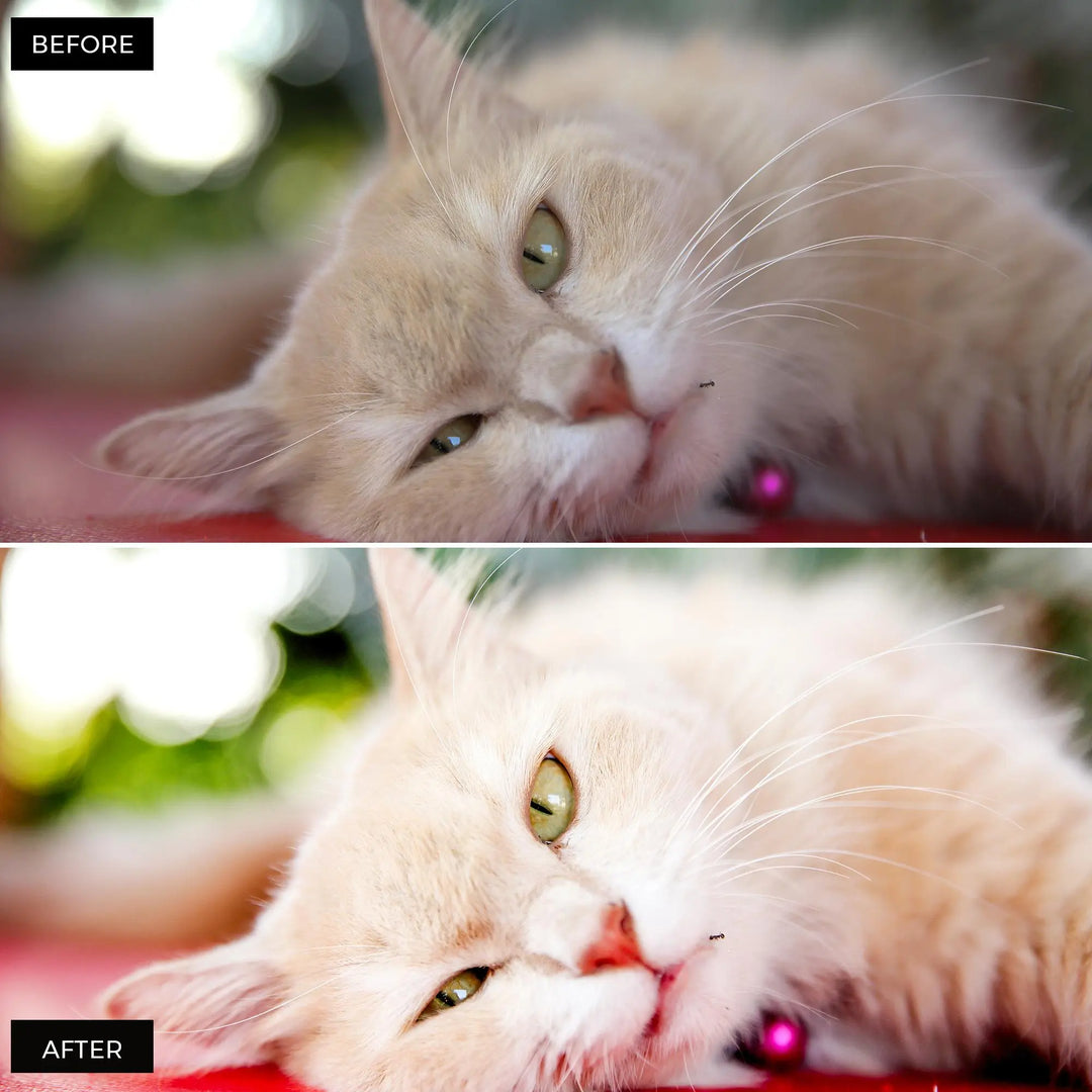Pets Lightroom Presets