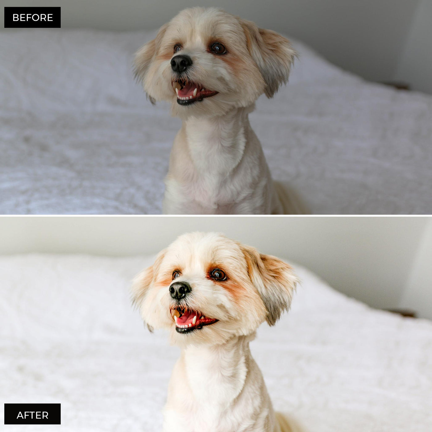 Pets Lightroom Presets Collection