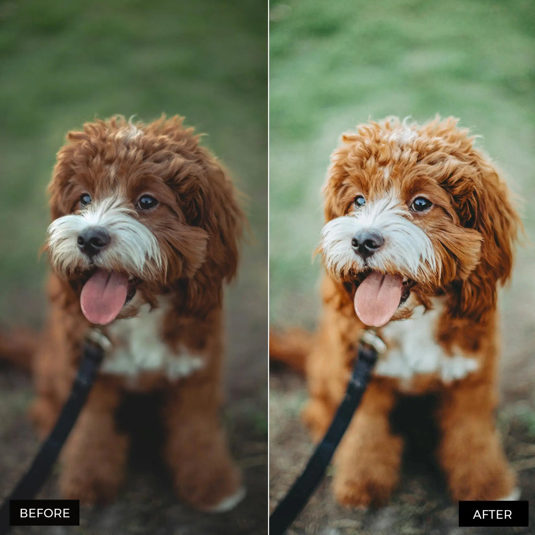 Dog Lovers Lightroom Presets