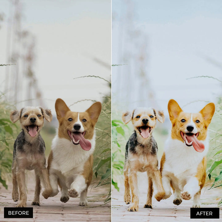 Dog Lovers Lightroom Presets
