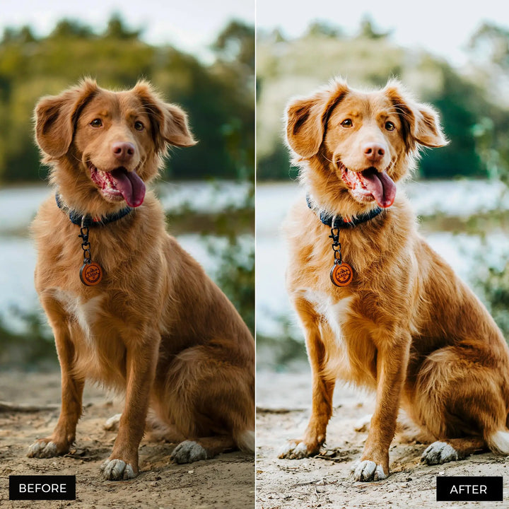Dog Lovers Lightroom Presets