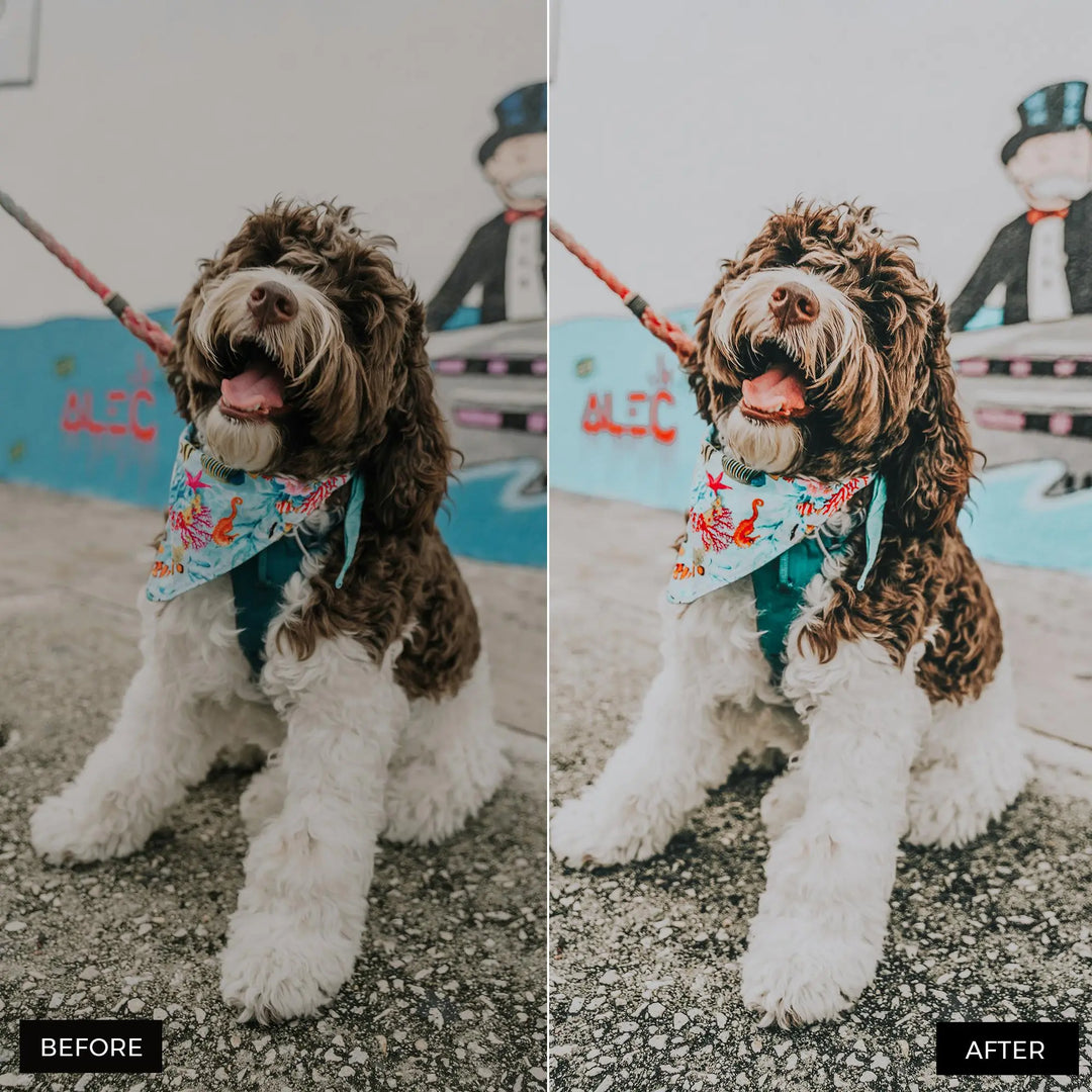 Dog Lovers Lightroom Presets