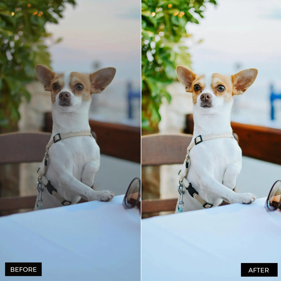 Dog Lovers Lightroom Presets