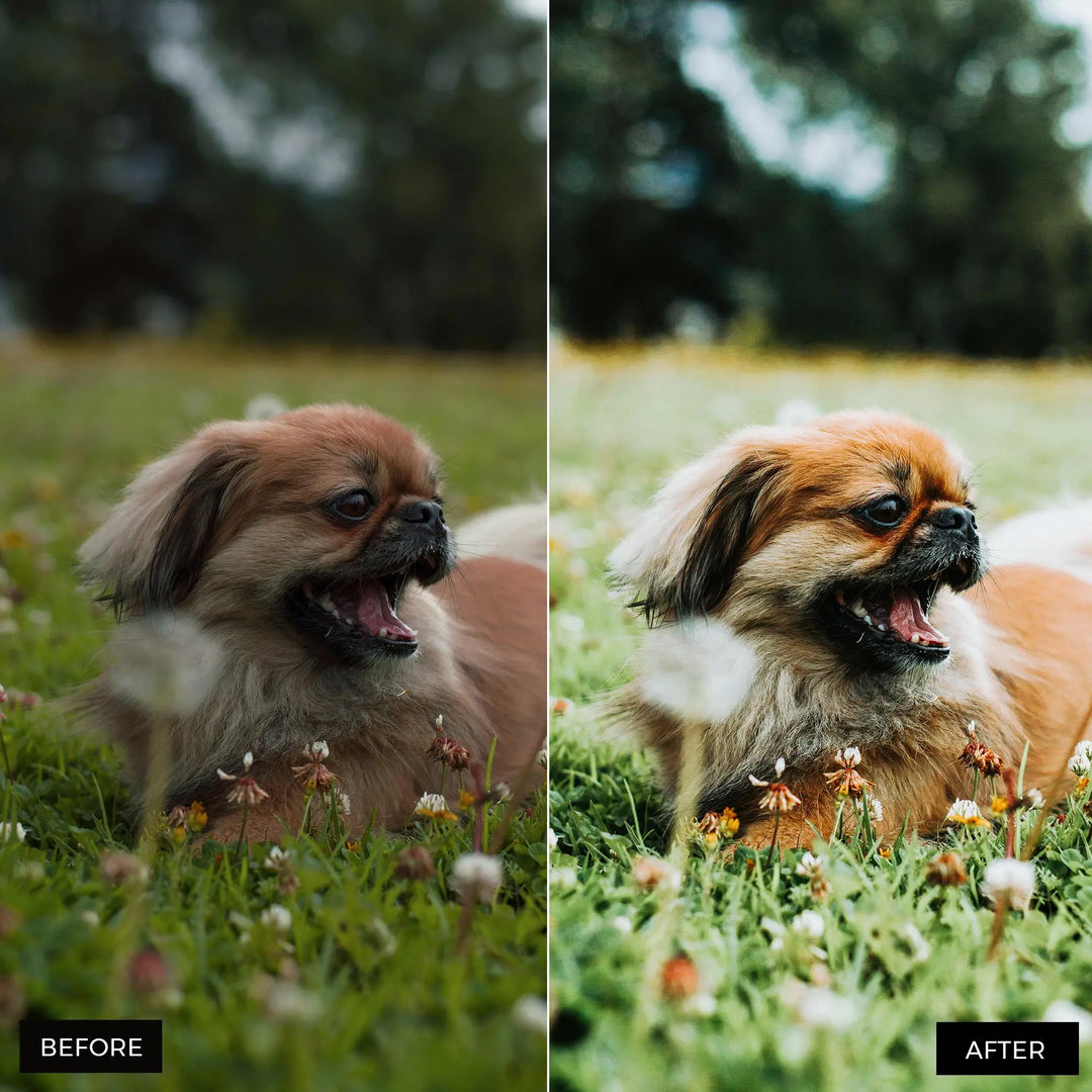 Dog Lovers Lightroom Presets