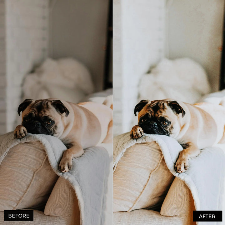 Dog Lovers Lightroom Presets