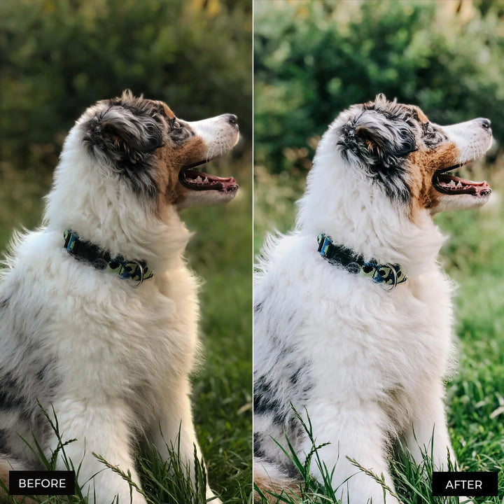 Dog Lovers Lightroom Presets