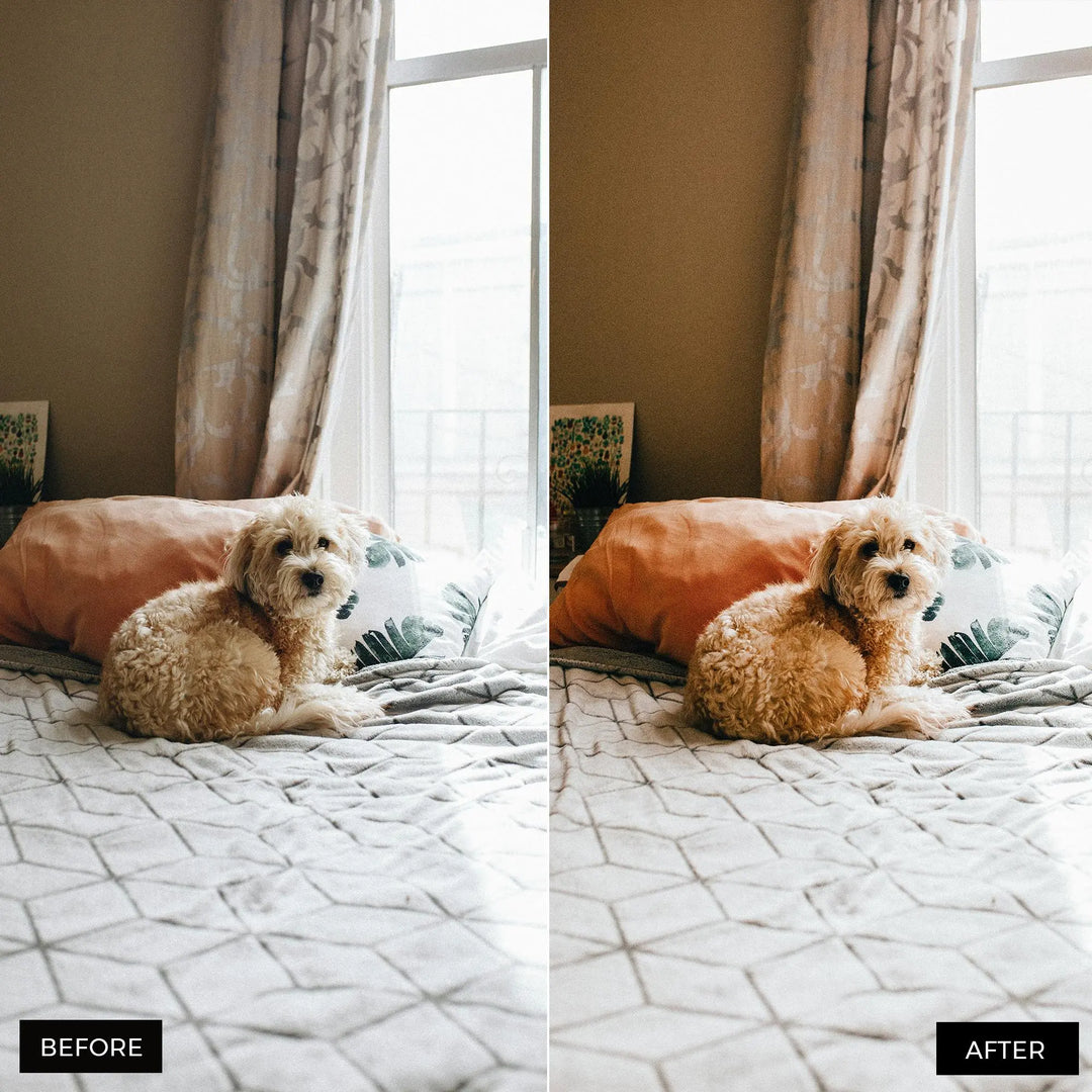 Dog Lovers Lightroom Presets