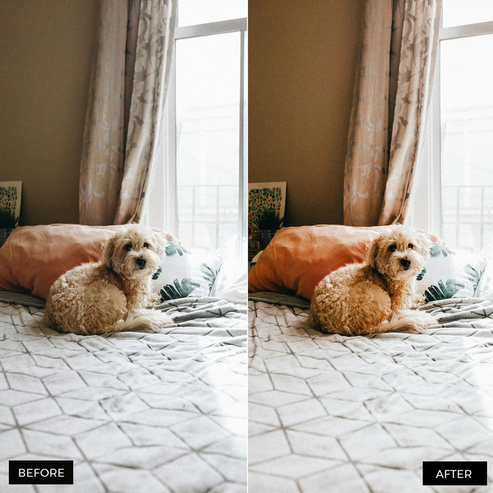 Dog Lovers Lightroom Presets