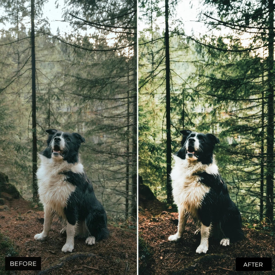Forest Lightroom Presets 