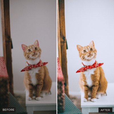 Cat Lightroom Presets Collection - Presetsh